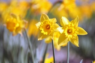 daffodil John Morgan