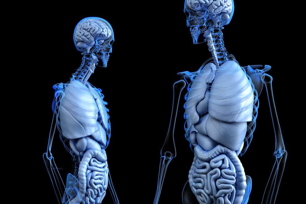 3d4medical app anatomy